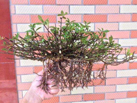 海岛栀子花下山桩 直接上盆 怎么样 图片