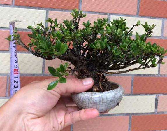海岛栀子花下山桩 直接上盆 怎么样 图片