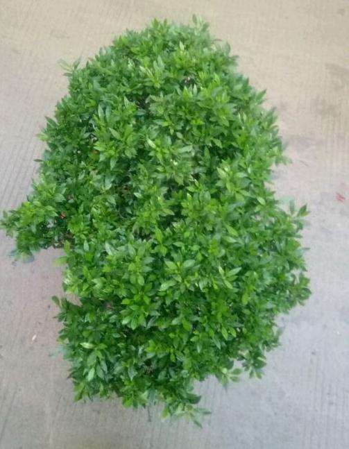 栀子花下山桩多久换盆土 最好 图片