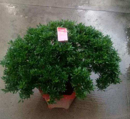 栀子花下山桩多久换盆土 最好 图片