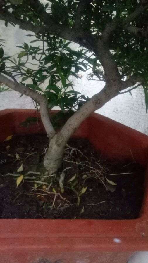 栀子花下山桩怎样过冬天的 怎么办 图片