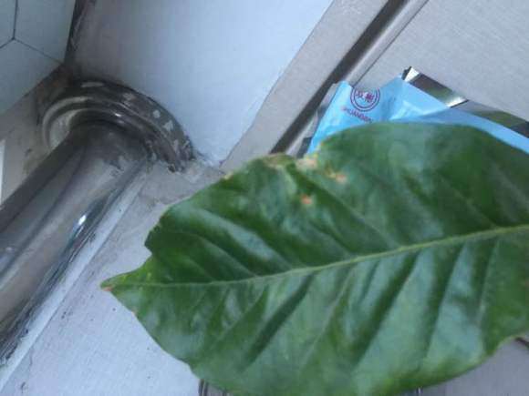 栀子花下山桩叶子还萎靡不振 怎么办