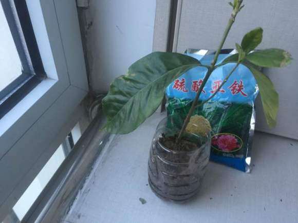 栀子花下山桩叶子还萎靡不振 怎么办