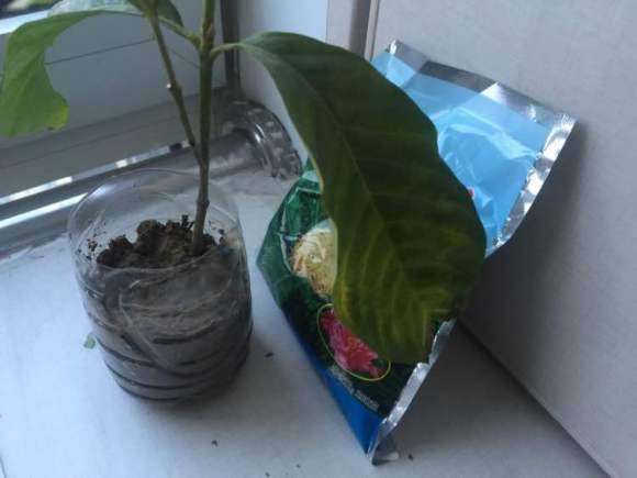 栀子花下山桩叶子还萎靡不振 怎么办