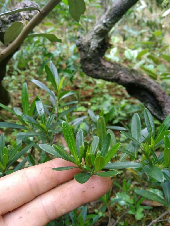 南昆山棒叶栀子花下山桩 怎么样 图片