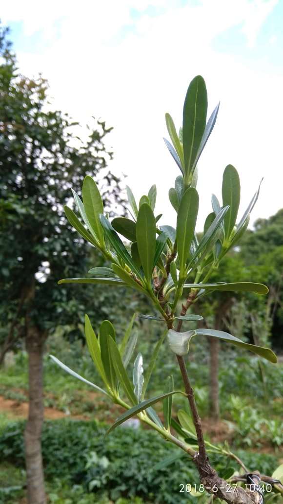 南昆山棒叶栀子花下山桩 怎么样 图片