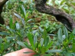 南昆山棒叶栀子花下山桩 可以吗 图片