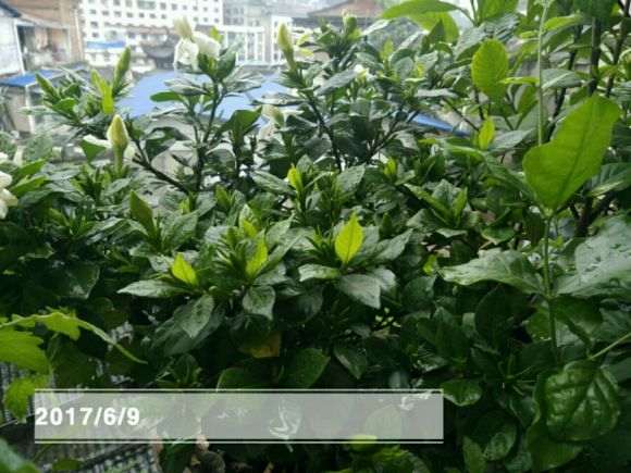 小栀子花开了 怎么样 图片