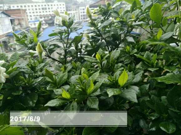 小栀子花开了 怎么样 图片