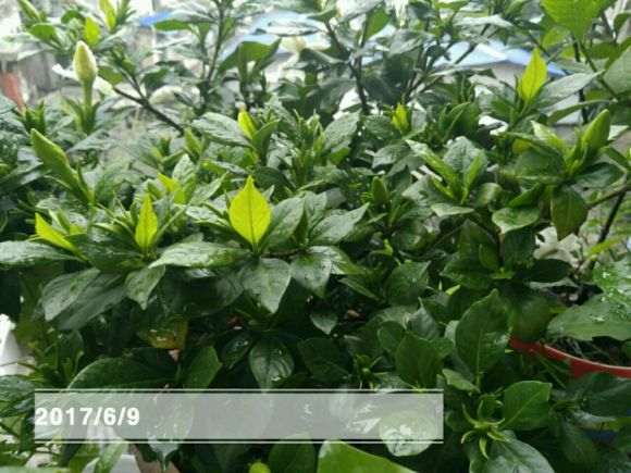 小栀子花开了 怎么样 图片