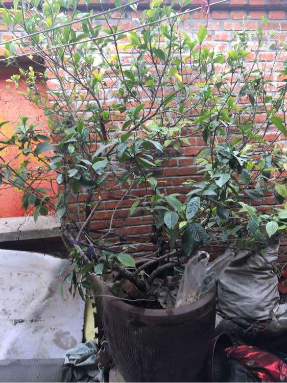 栀子花下山桩树怎么移栽的方法 图片