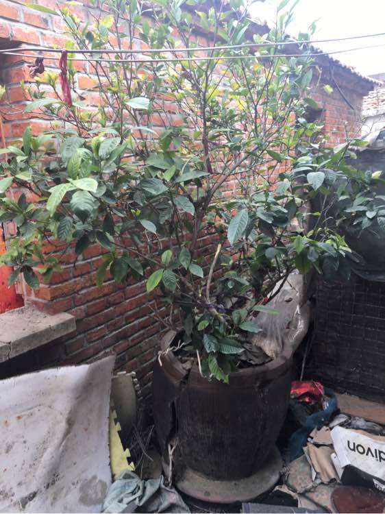 栀子花下山桩树怎么移栽的方法 图片