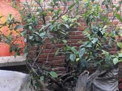 栀子花下山桩树怎么移栽的方法 图片