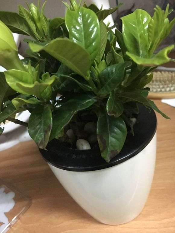 栀子花下山桩叶片发黑 怎么办 图片