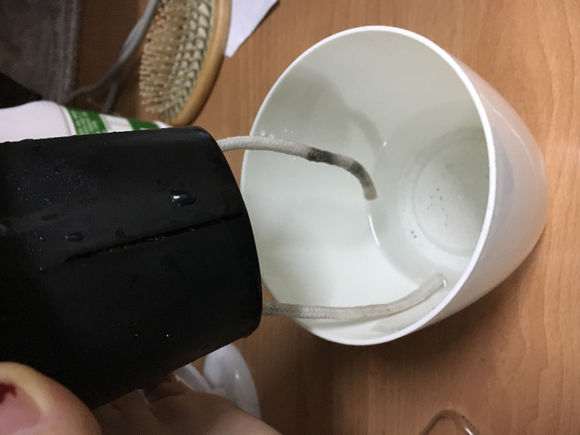 栀子花下山桩叶片发黑 怎么办 图片
