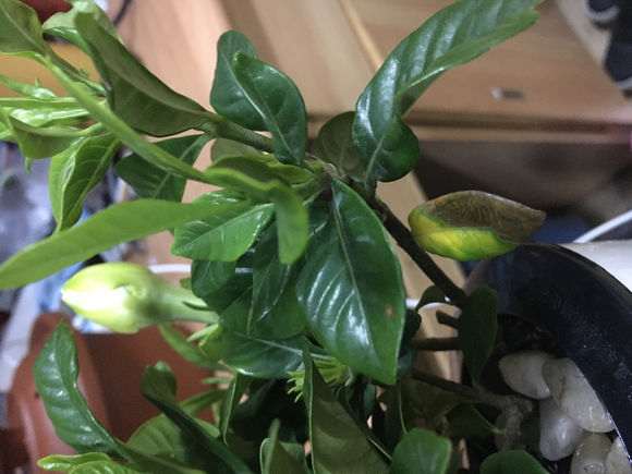 栀子花下山桩叶片发黑 怎么办 图片