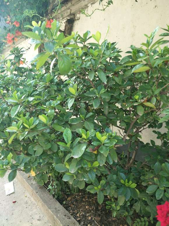 山东地栽栀子花下山桩是什么品种 图片