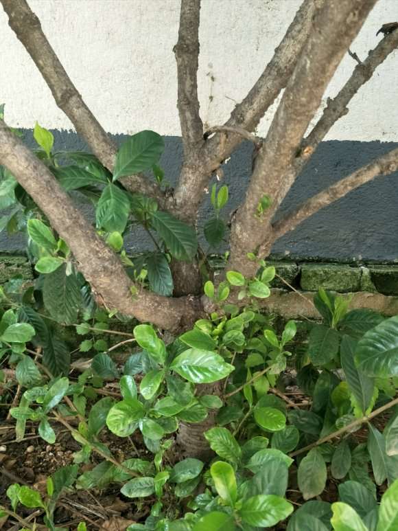 山东地栽栀子花下山桩是什么品种 图片