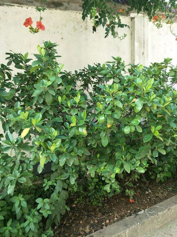 山东地栽栀子花下山桩是什么品种 图片