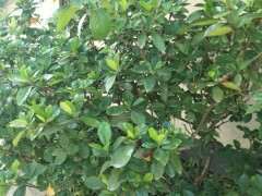 山东地栽栀子花下山桩是什么品种 图片