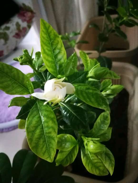 栀子花能不能暴晒 会死吗 图片