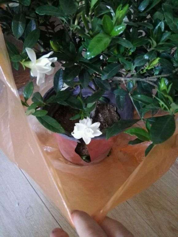 栀子下山桩怎么购买挑选的方法 图片