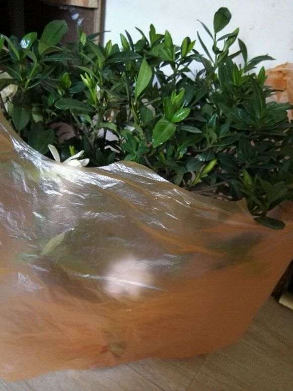 栀子下山桩怎么购买挑选的方法 图片