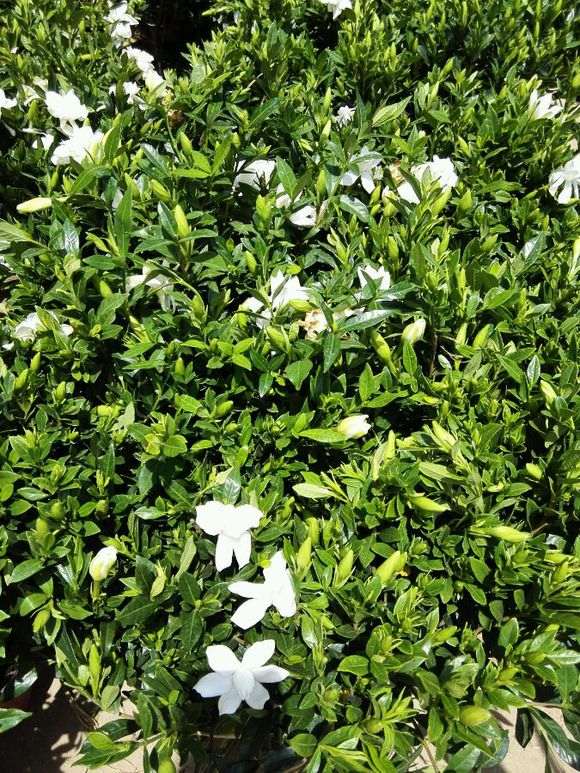 雀舌栀子花下山桩和榄叶有什么区别 图片