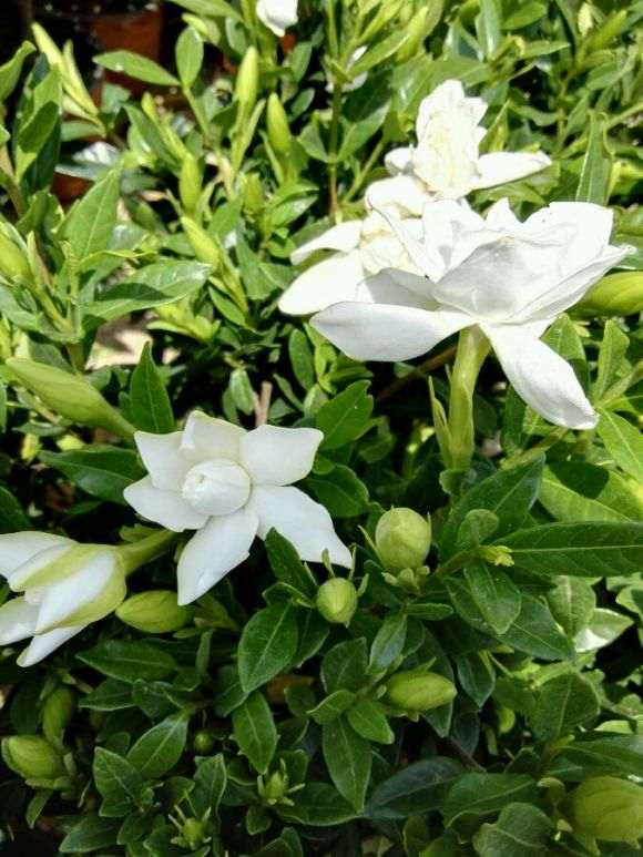 雀舌栀子花下山桩和榄叶有什么区别 图片
