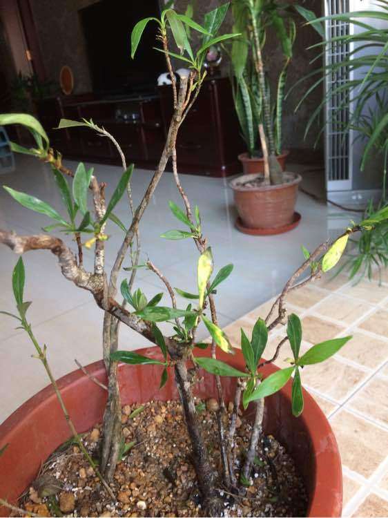 栀子花怎么移栽套袋的方法 图片