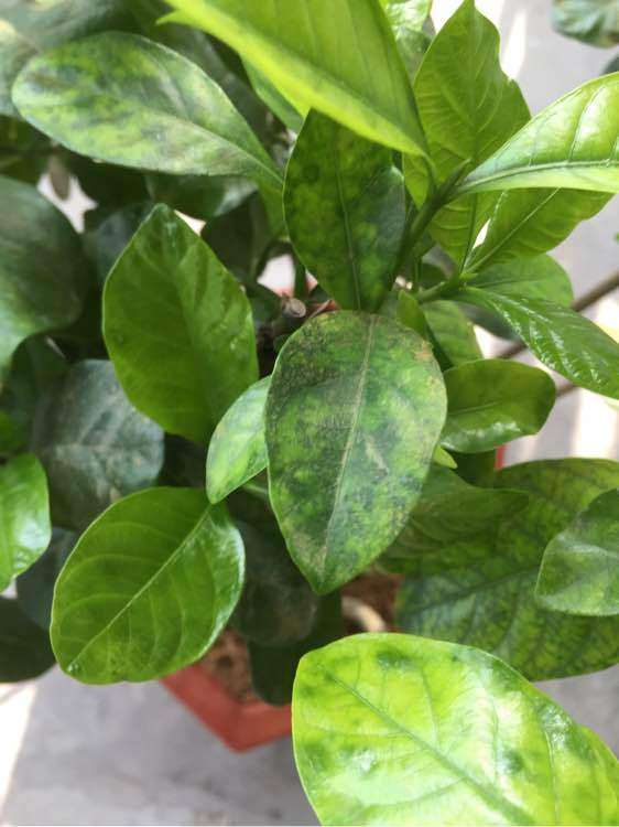 怎么才能把栀子花根养好 图片