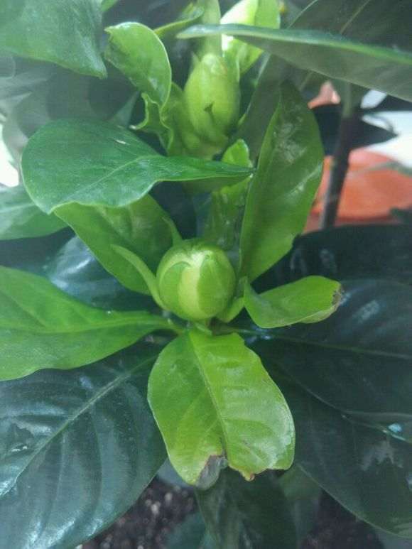 怎么才能把栀子花根养好 图片
