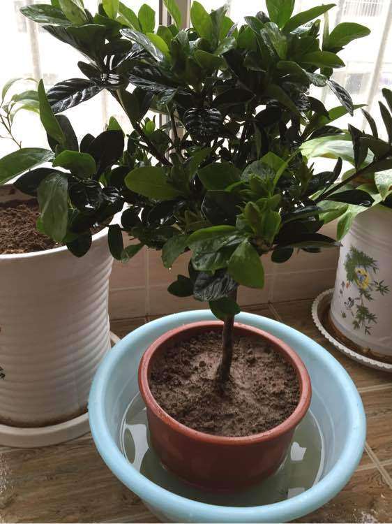 我的栀子花这样泡盆正确吗 图片