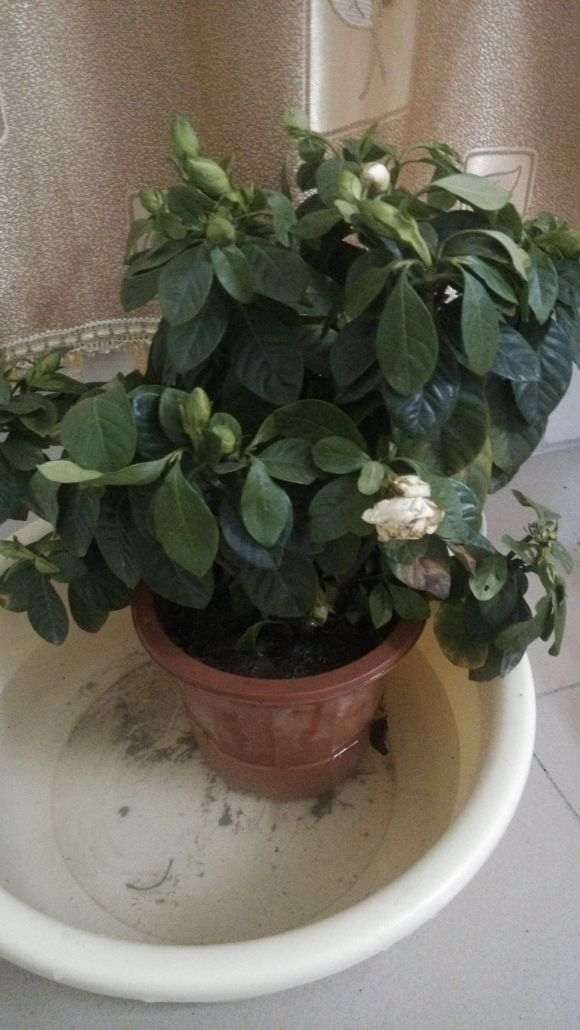 我的栀子花这样泡盆正确吗 图片