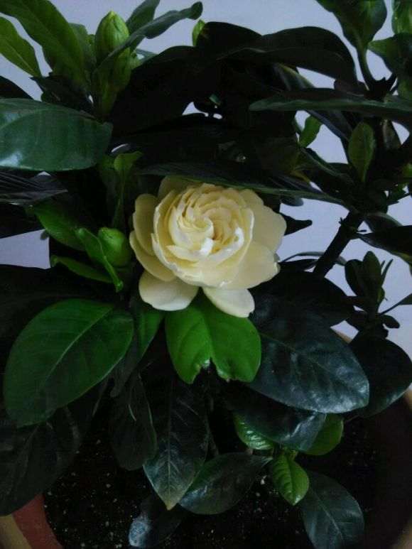 栀子花为什么会变色 怎么办 图片