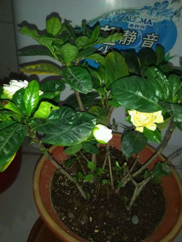 栀子花为什么会变色 怎么办 图片