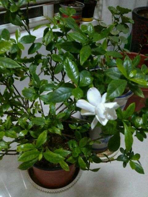 栀子花难浇水闷根涝根黄叶 怎么办 图片
