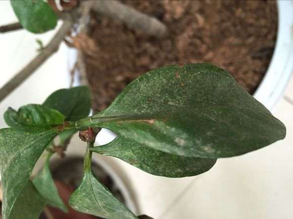 栀子花叶子蔫了土干 怎么办 图片