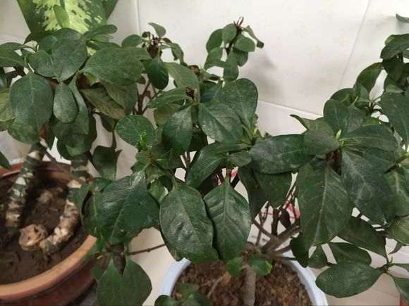 栀子花叶子蔫了土干 怎么办 图片