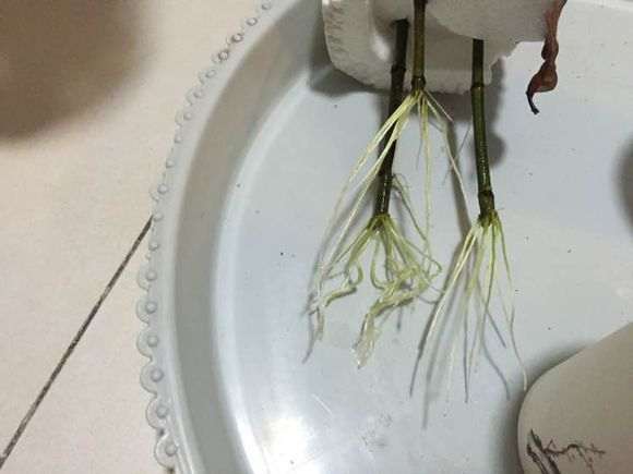 为什么北方栀子花过冬难 图片