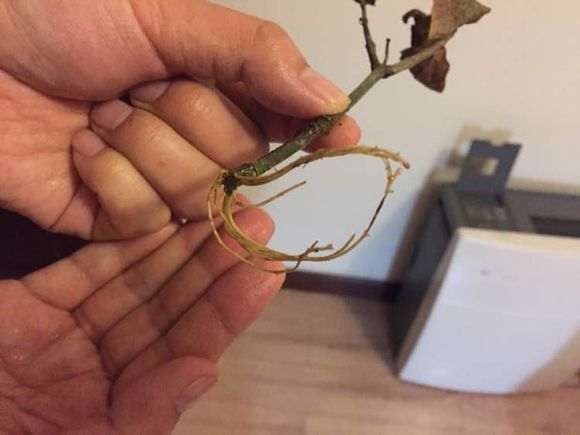 夏季栀子花怎么是施肥的方法 图片