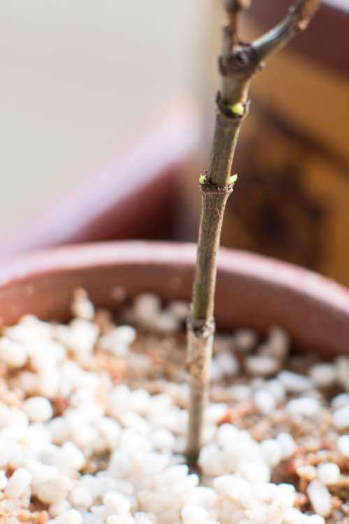 夏季栀子花怎么是施肥的方法 图片