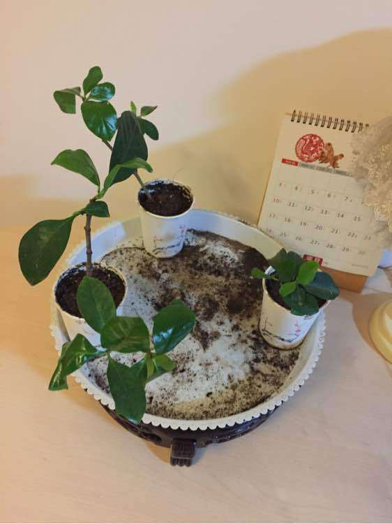 夏季栀子花怎么是施肥的方法 图片