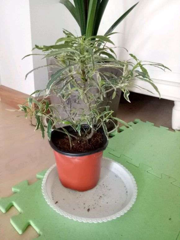 去年插过小叶栀子花捂这么严 图片