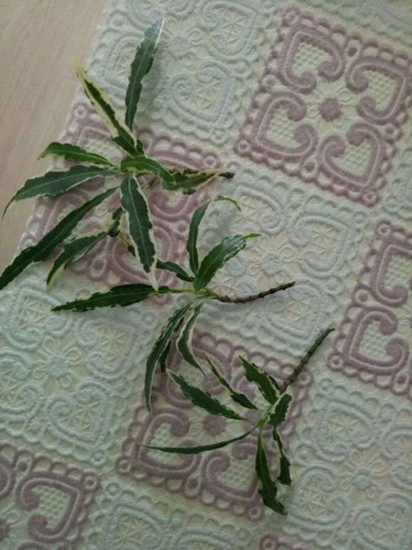 去年插过小叶栀子花捂这么严 图片