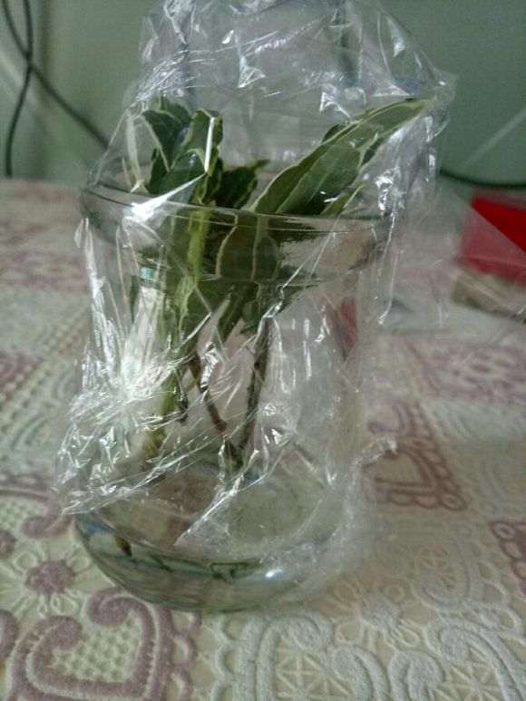 去年插过小叶栀子花捂这么严 图片