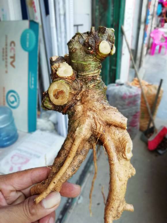 矮霸野栀子花下山桩怎么套袋 图片