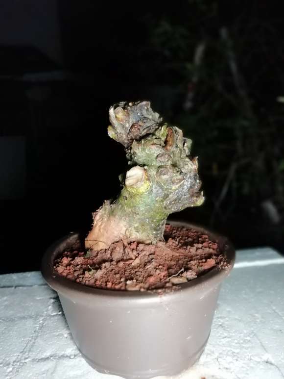 矮霸野栀子花下山桩怎么套袋 图片