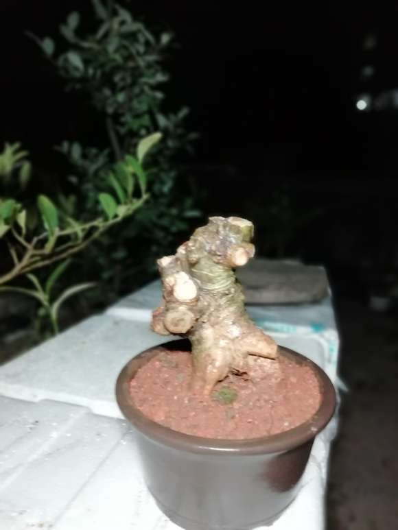 矮霸野栀子花下山桩怎么套袋 图片