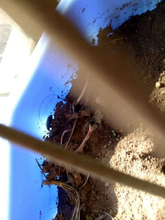 栀子花下山桩花盆里有虫子 怎么办 图片